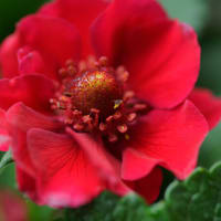 ●我が家の４月の花(12)　コデマリが開花　ナスタチウムの花　四季咲き苺　スミレ　ハボタンの花　雨のしずく　ルピナスの葉