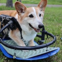 犬用車椅子改造