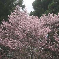 桜　円山公園