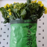ふるさと宮城　-菜の花＆ゆき菜の花-