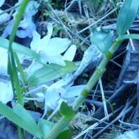 4月６日は花盛り