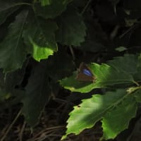 ムラサキシジミ　紫色の翅が美しい