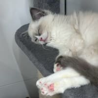 家族が決まりました♪ラテちゃん☆