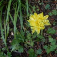 雨の庭で咲く花