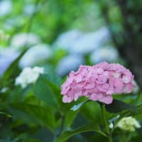 紫陽花