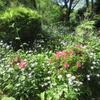 娘 のお誕生日のお花を 頂きました