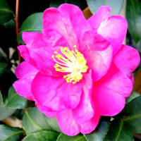 山茶花の季節