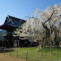 岐阜県恵那市串原周辺の桜散り始め