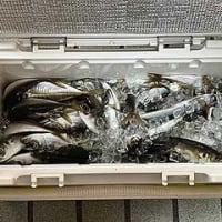 F様のアジ釣行（深川、吉野家）。
