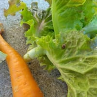 野菜の害虫多し＆庭工事の様子