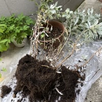 8月１日・久しぶりに涼しい朝