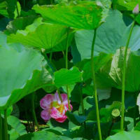 藤沢鵠沼・蓮池花見散歩