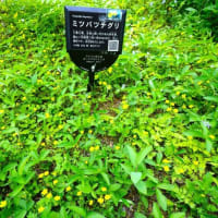 ミツバツチグリ、セリバヒキジムシロキジムシロ（板橋区立赤塚植物園 2024.4.17撮影）