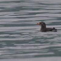 北海道で出会った鳥たち❾‼️    2025.6.22〜6.27    撮影