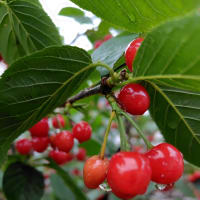 さくらんぼ🍒
