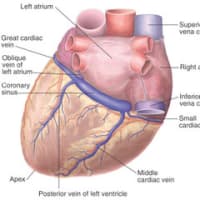 Coronary artery/vein on axial CT image