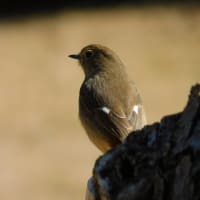 野鳥たち(浜名湖ガーデンパーク、浜北森林公園ほか)