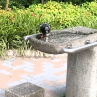 水飲み場から水を飲む鳩