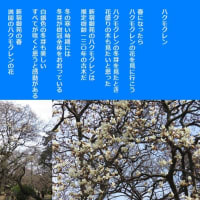 ハクモクレン