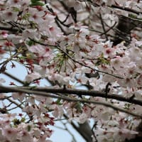 桜 （令和6年、古賀市）