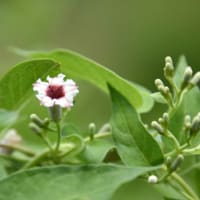 椿洞畜産センター公園の花達