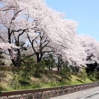 春を待つのに
