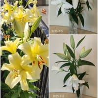 朝顔が登る～登る～♬♪