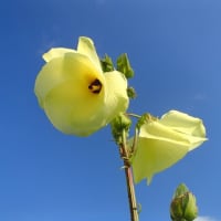 ネギの掘り上げ　14日