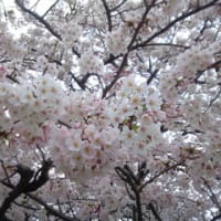 さぁ～くらぁ～
