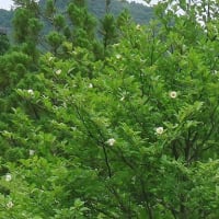 「夏ツバキ」満開の季節、一日花とも。