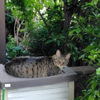 江川のたかされ
