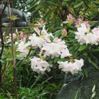 真岡市の大前神社は花が綺麗な花の神社でした。