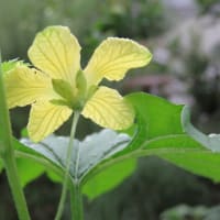 ゴウヤの雄花が咲き出した!(^^)!　　　+　　　情報