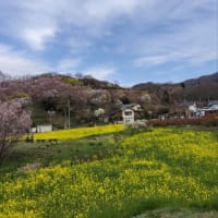 映画「シェアの法則」鑑賞会と花見山公園