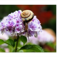 アジサイ　紫陽花探訪記