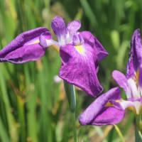 ときがわ花菖蒲園