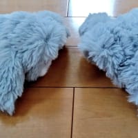 きゃりぐるみは2サイズ
