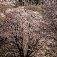 屏風岩公苑の山桜　その２