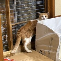 看板猫のいるお店で猫飲み 予告編 (2409-2)