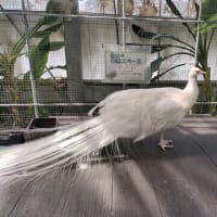 お出かけの記：掛川花鳥園＠静岡