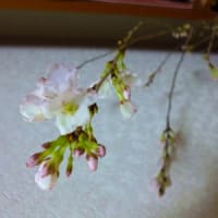 ヒガンザクラ
