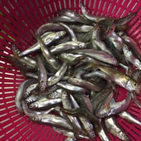 大磯港で釣り