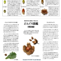 横浜市内の公園などで見られるどんぐり図鑑〈解説編〉