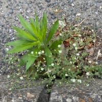 オサンポ walk - 植物plant : スキマ草 Sukima-soh--ちっさ-い白い花 very tiny white flowers