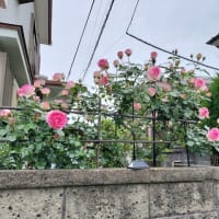 １年で一番華やかになる小さなお庭