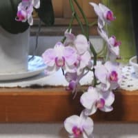 居間に咲いている胡蝶蘭とアマリリスの花と卓上の花々♪