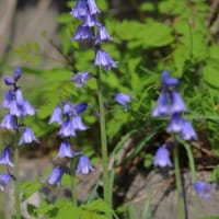 初夏の花達７）