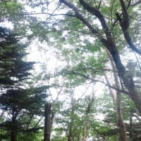 癒しの景色