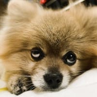 信頼なる友⁉