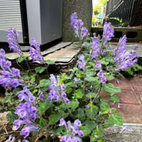 タツナミソウ（立浪草）の花